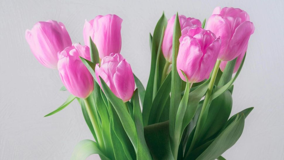 Ce trebuie să faci ca lalelele să reziste până la 2 săptămâni în vază. Trucuri utile pentru iubitorii acestor flori