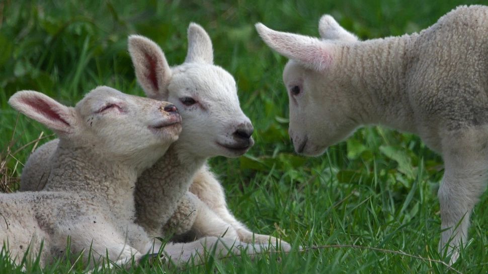 Dezastru în ferme. Mulți ciobani au rămas cu mieii nevânduți 