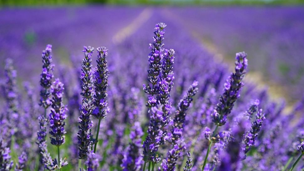 Când se plantează lavanda. Care este perioada potrivită pentru această plantă deosebită