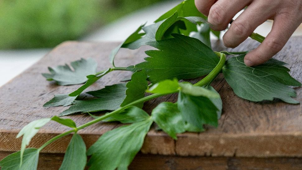 Când se plantează leușteanul primăvara si cum trebuie să procedezi, pentru a avea verdeață până toamna tarziu