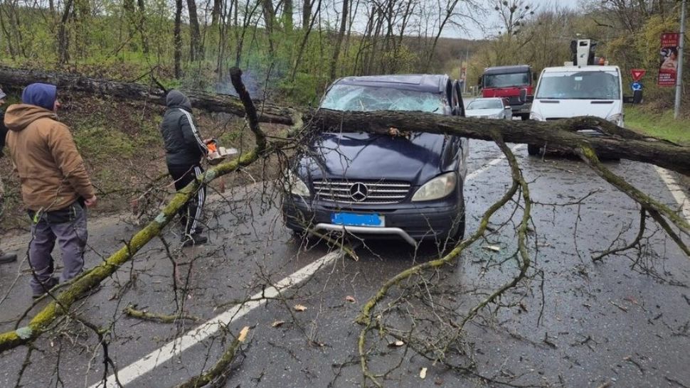 Incident grav în Iași. Un copac a căzut peste o maşină în care se aflau trei persoane