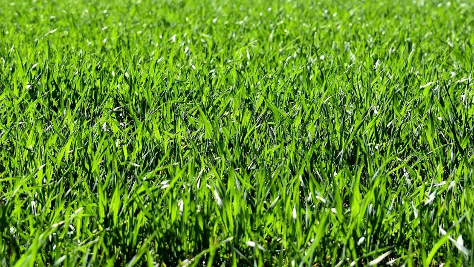 Ingredientul care îți va face gazonul mai verde ca niciodată. Este GRATIS