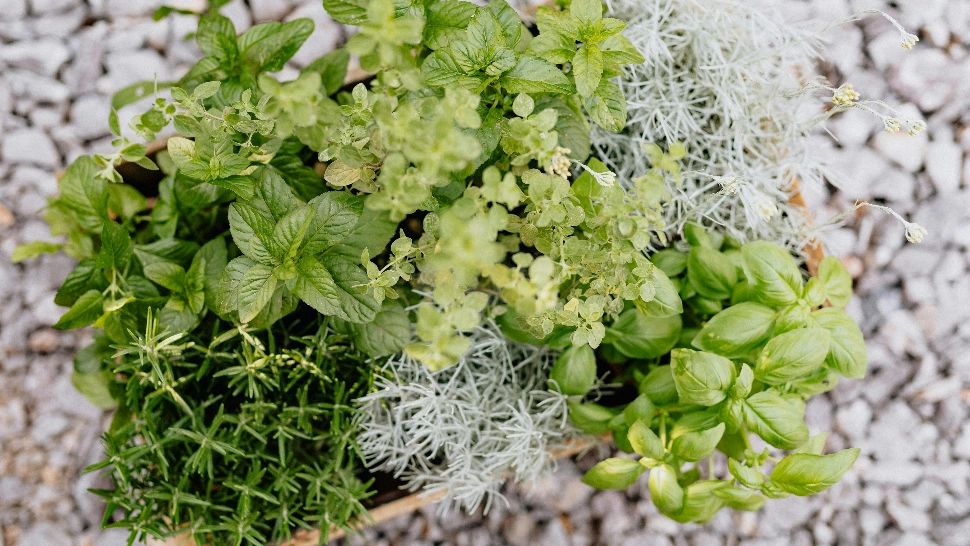 Plantele care țin gândacii de bucătărie la distanță. Trebuie să le ai în ghivece pentru a scăpa de insectele nedorite