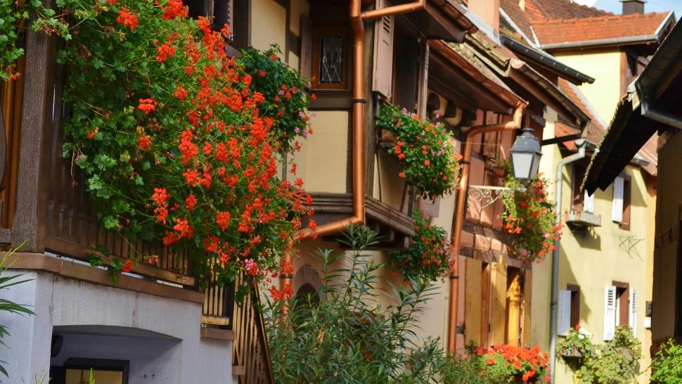 Cum să stimulezi înflorirea mușcatelor și la ce temperatură se scot afară. Trucul care te va ajuta să ai cele mai frumoase flori până toamna târziu