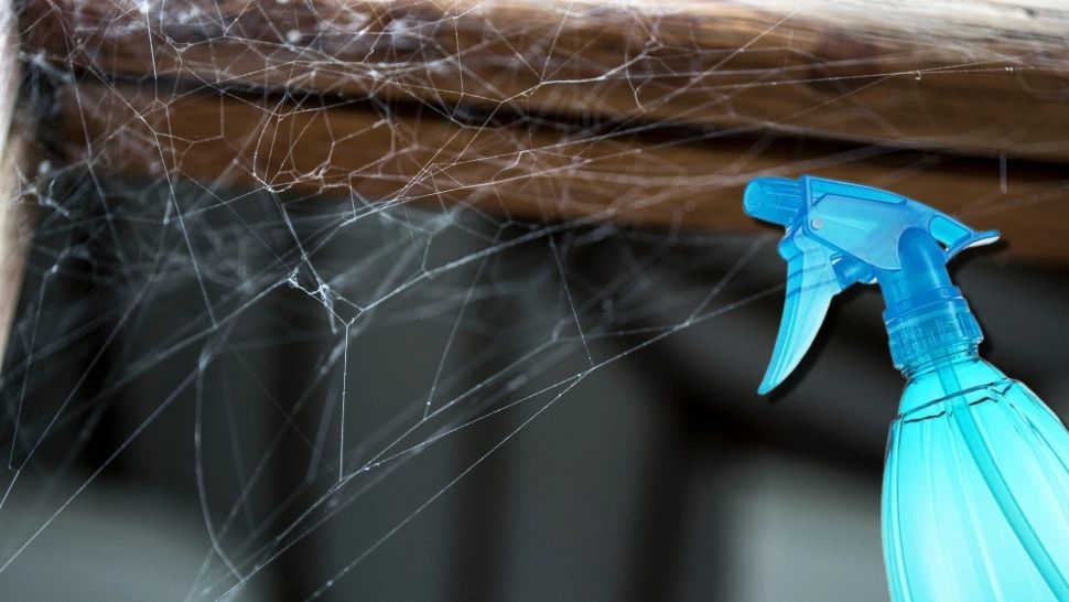 Trucul care te scapă de pânzele de păianjen din casă. Soluția naturală care ține la distanță musafirii nepoftiți 