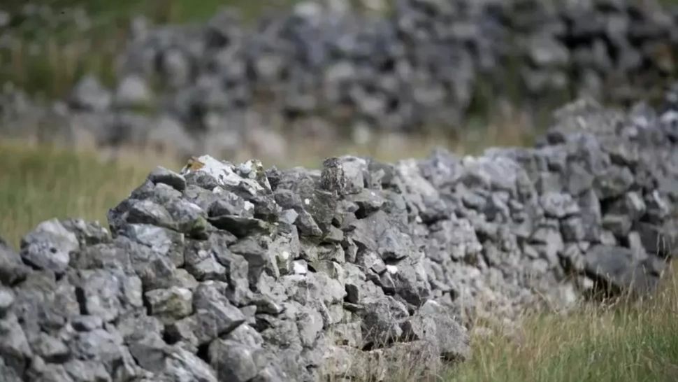 Dacă găsești pasărea ascunsă în imagine în doar 7 secunde ești vânătorul suprem. Majoritatea participanților pică testul