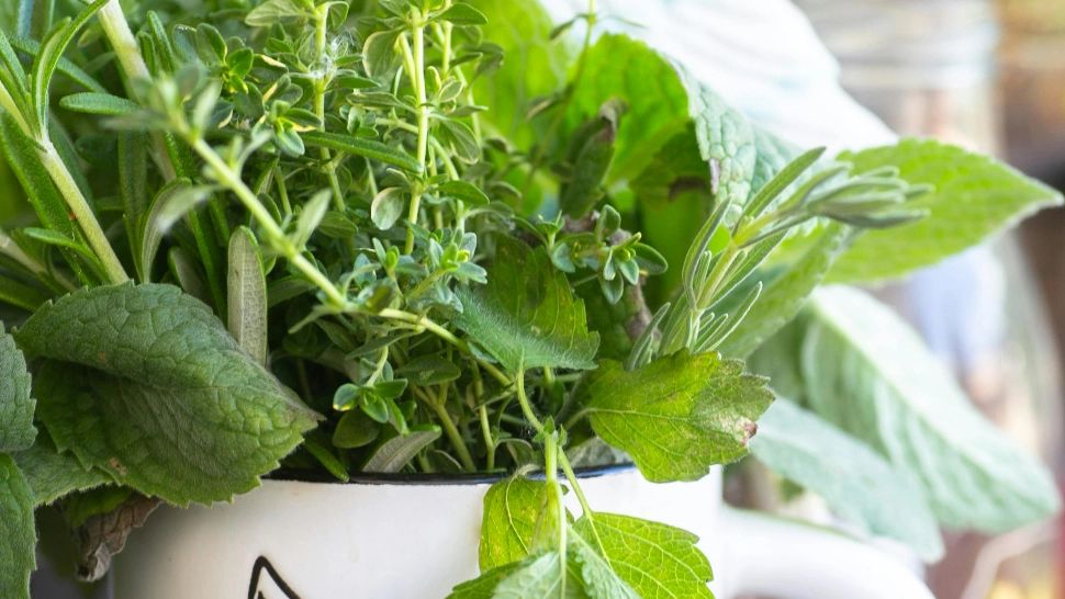 Plantele care NU trebuie să-ți lipsească din bucătărie. Le poți cultiva în ghiveci