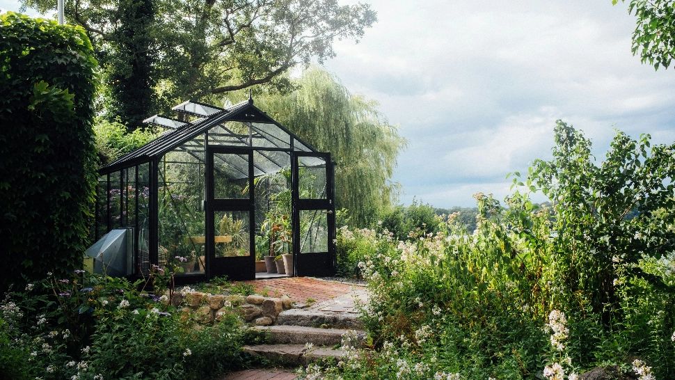 Plante care vor ține țânțarii la distanță. Trebuie să le plantezi în curtea ta, pentru a fi ferit de insecte toata vara