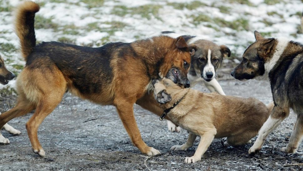 Un oraș din România impune o taxă de câine, chiar și celor care nu au câine