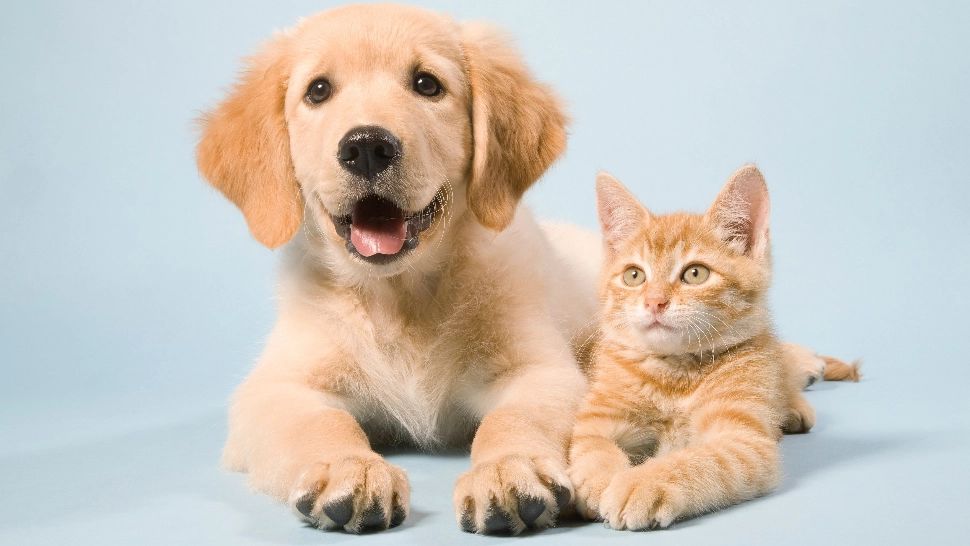 7 lucruri pe care ar trebui să le învățăm de la animale pentru o viață mai împlinită 