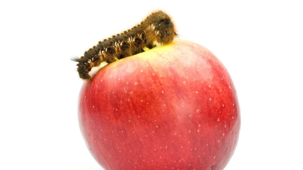 Ce să pui la rădăcina merilor, pentru a feri fructele de omizi? Trucurile care îți salvează recolta