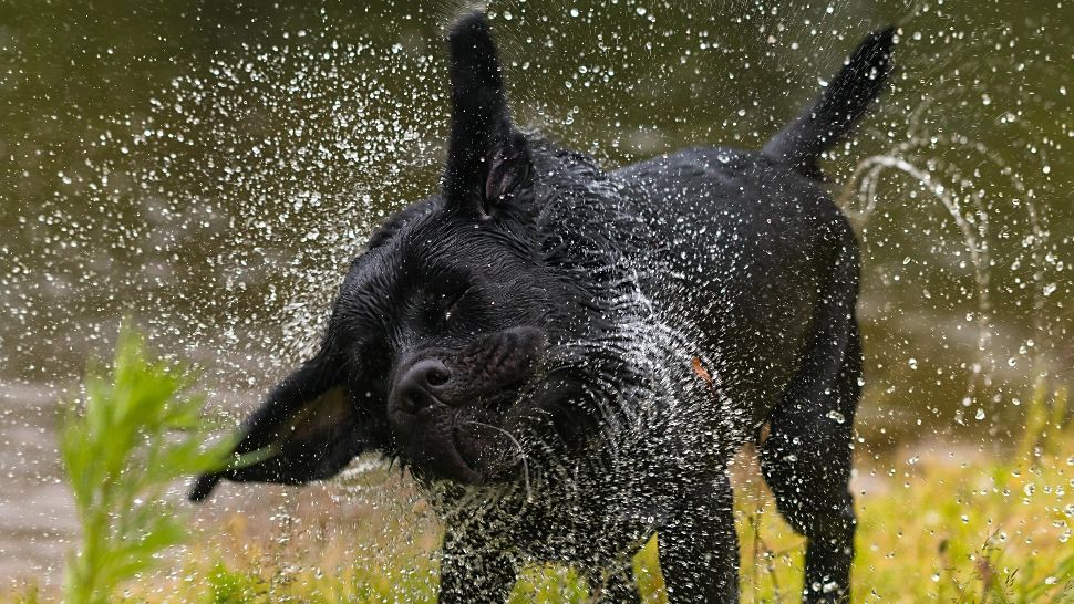 Obiceiurile bizare ale câinilor. De ce se scutură după baie? Mesajul pe care vor să-l transmită, de fapt
