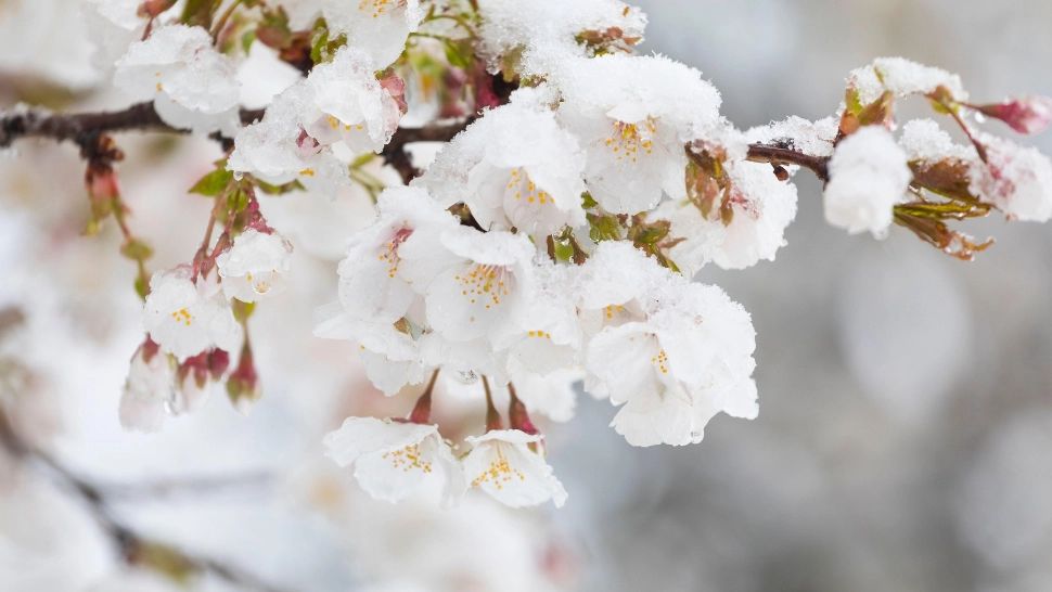 IARNA revine în forță înainte de Paște! Unde va fi cel mai frig: anunțul de ultim moment al meteorologilor