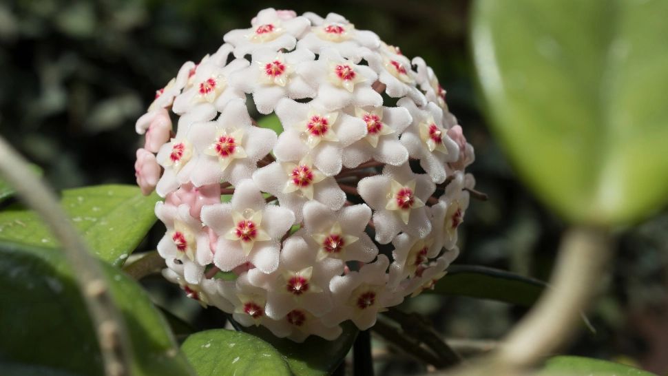 Lacrima Maicii Domnului, planta care produce mir în mod natural. Fiecare român ar trebuie să o aibă în casă: beneficii uluitoare