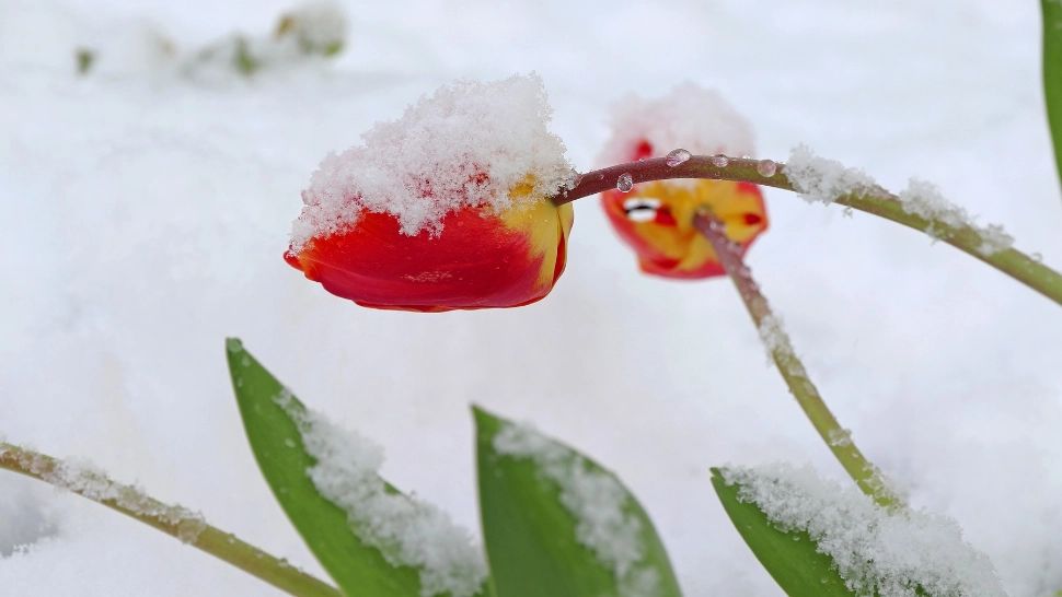 Prognoza meteo 9 aprilie. Vreme deosebit de rece pentru data din calendar: brumă și îngheț la sol