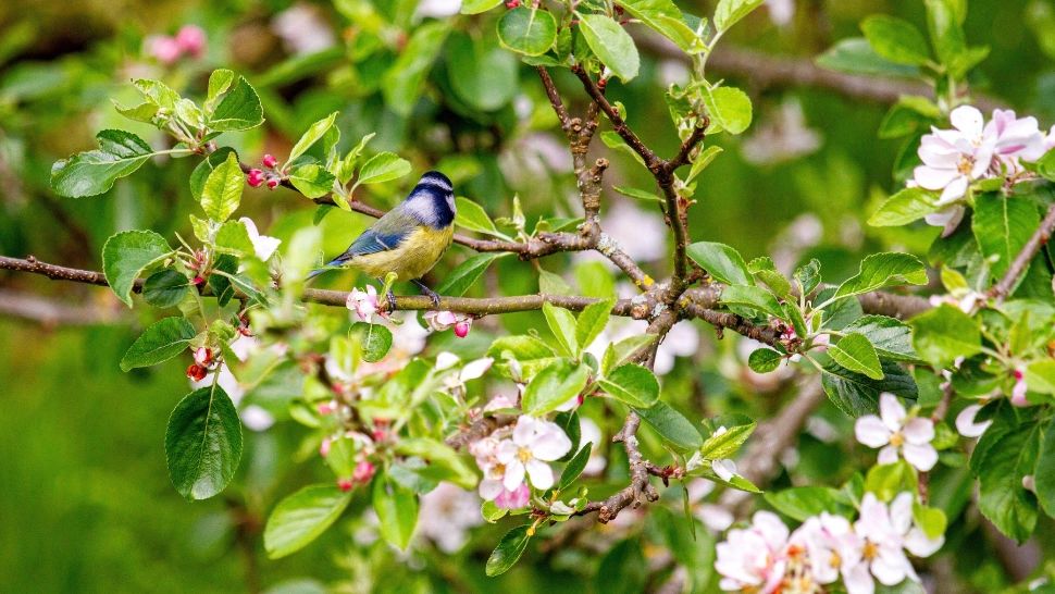 Temperaturi anormale, la începutul lui mai. La ce valori să ne așteptăm și când ar putea să mai plouă: prognoza ANM pe 4 săptămâni