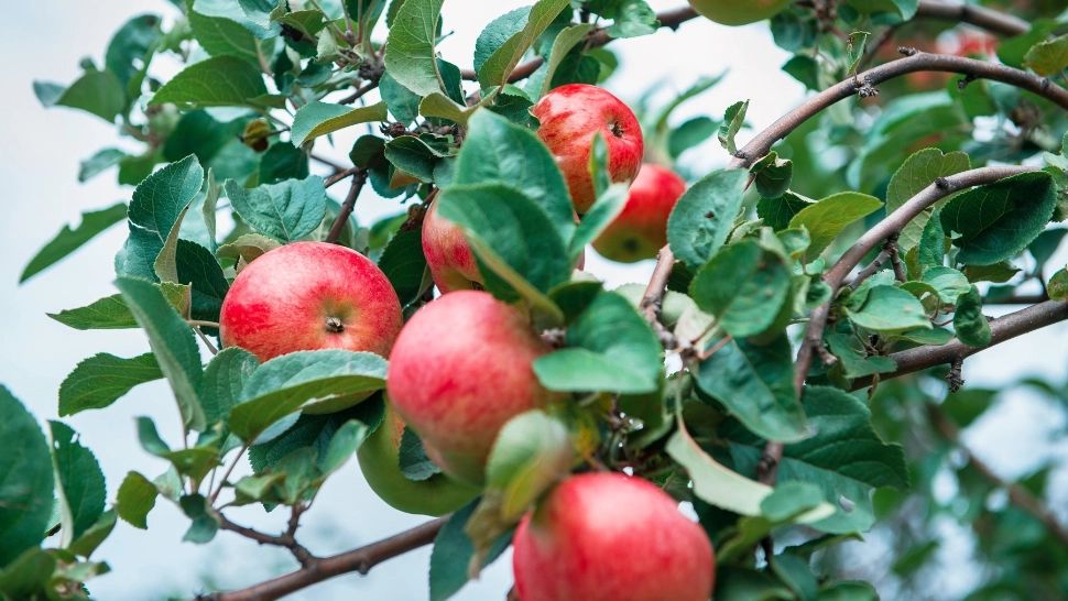  Cu ce trebuie stropiți pomii fructiferi până la finalul lui aprilie. Metoda folosită de grădinarii iscusiți pentru o recoltă bogată