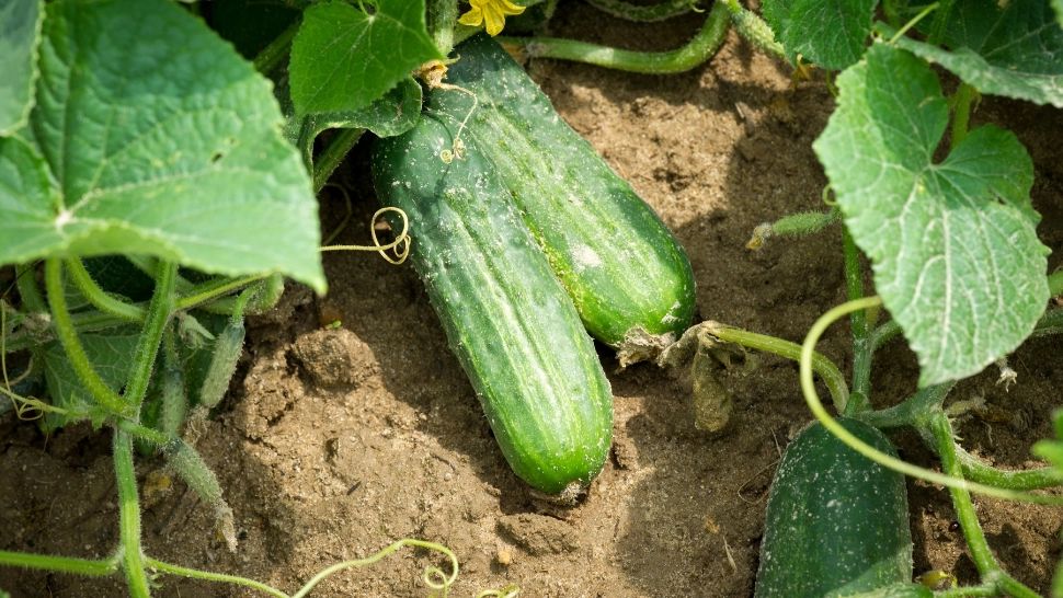 Tratamente esențiale pentru castraveți: cum îi protejăm de boli și ne salvăm recoltele din grădină