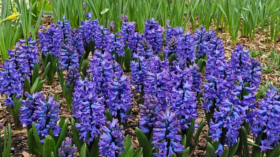 Cum să ai grădina plină de flori an de an: trucul grădinarilor iscusiți prvind îngrijirea zambilelor și a narciselor 