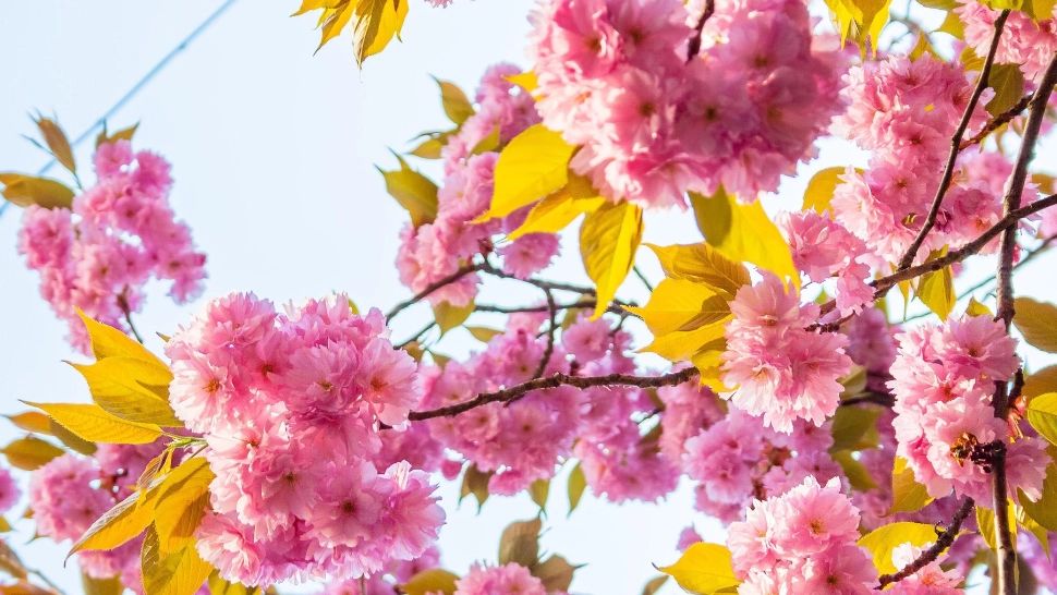 Vremea 29 aprilie. Cresc TEMPERATURILE în toată țara: noile date de la ANM