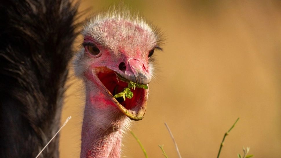 Șocant. Un fost premier al Marii Britanii a fost atacat și mușcat de un struț. Care este starea de sănătate a acestuia