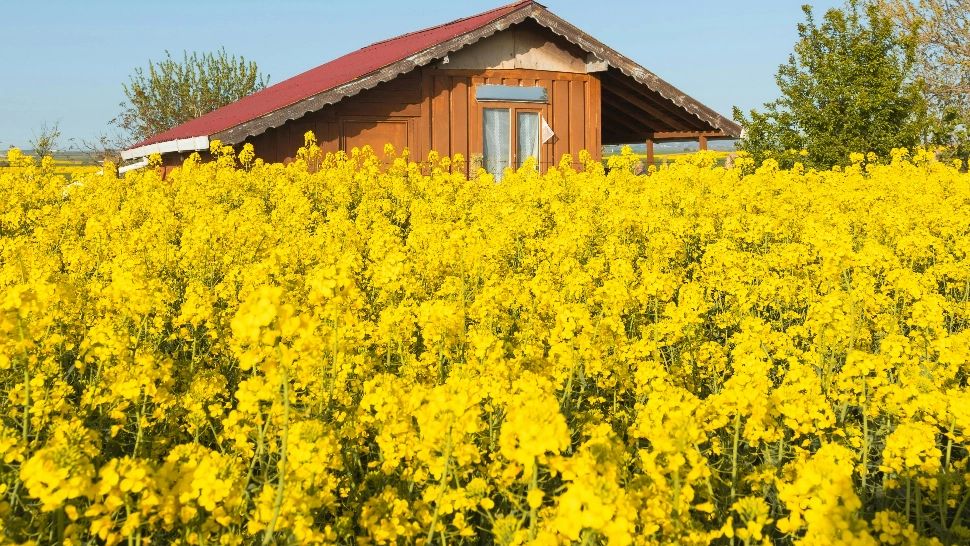 Ce poți face cu florile de rapiță. Beneficii despre care nu știai, ale acestei plante folosită ca decor de toți iubitorii de fotografie