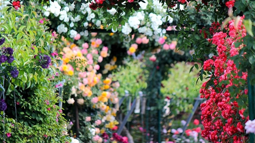 Lista plantelor care TREBUIE curățate de florile uscate. Ce se întâmplă dacă nu faci asta?