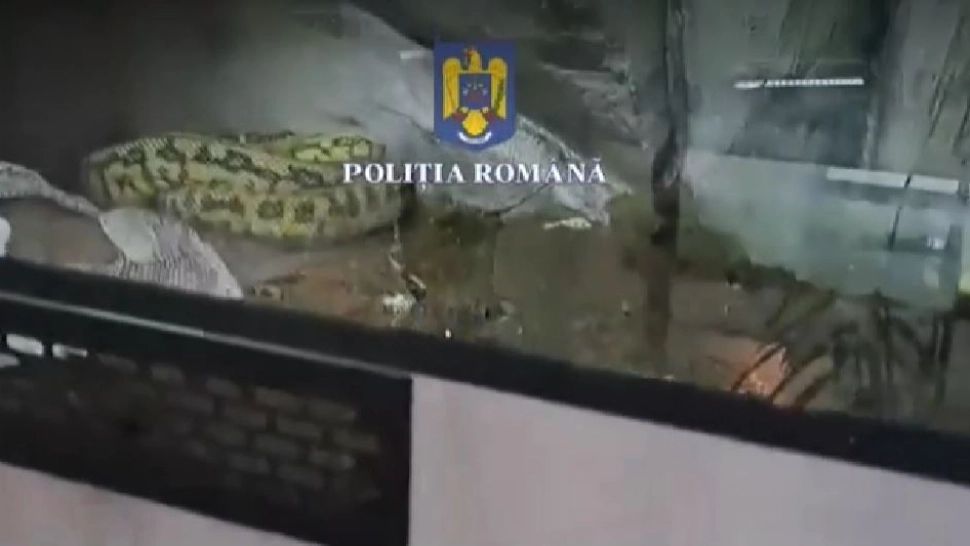 Descoperire ȘOCANTĂ într-un apartament din Ploiești: peste 150 de animale, între care șerpi veninoși și tarantule în grija unui bărbat