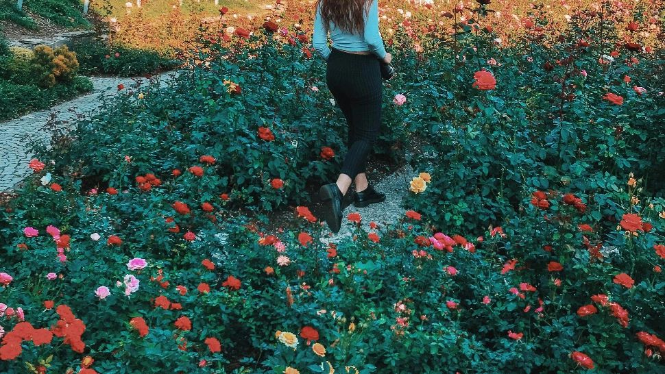 Trandafiri care înfloresc de primăvara până toamna târziu. Cele mai frumoase și rezistente soiuri pe care să le plantezi în grădina ta