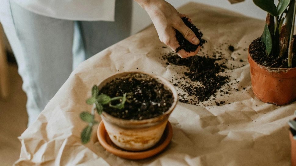 Când trebuie să schimbi ghiveciul la plante. Metode practice de transplantare, de care trebuie să ții cont dacă ai plante de apartament