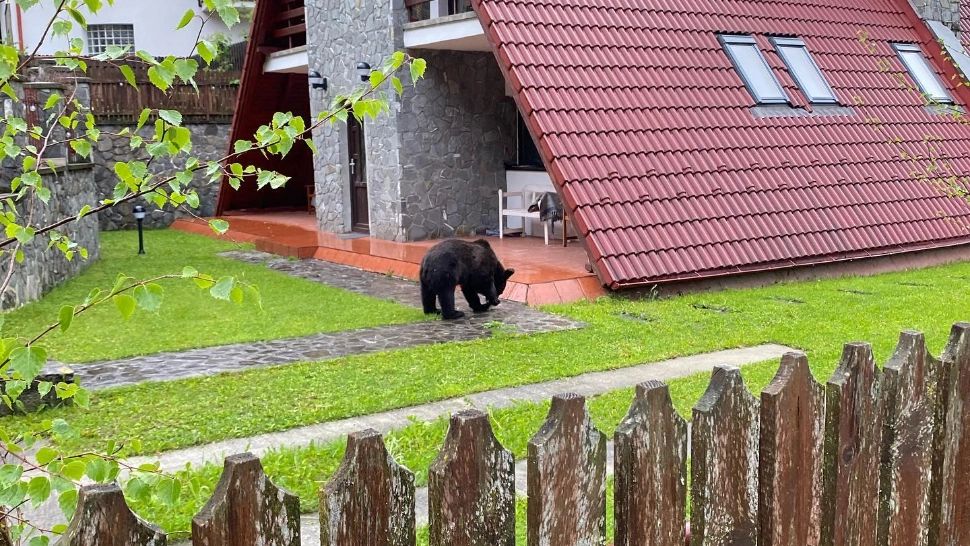 Alertă la Bușteni. Urșii au coborât, din nou, în stațiunea de la Valea Prahovei. Pentru a treia oară, în doar trei zile