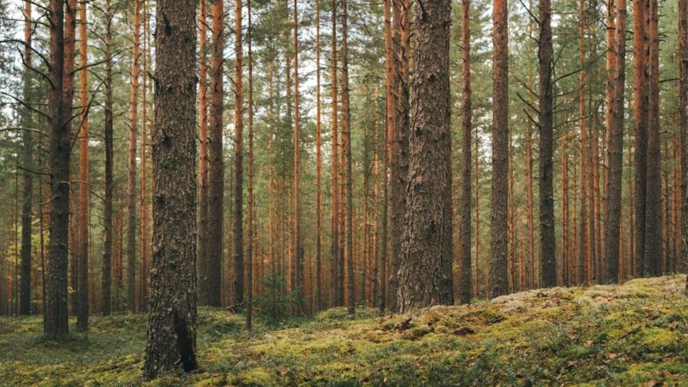 Pădurea care pare că „respiră” – misterul explicat de experți. Cum este posibil acest lucru?