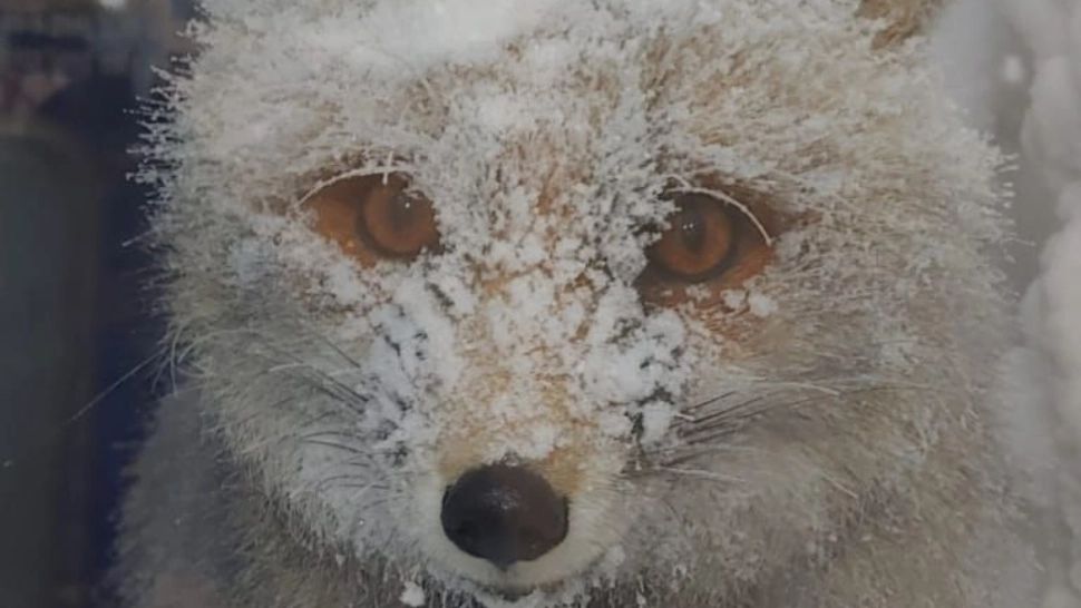 Musafirii simpatici cu care s-au trezit meteorologii pe vremea geroasă de azi. "Momente frumoase ale meseriei”