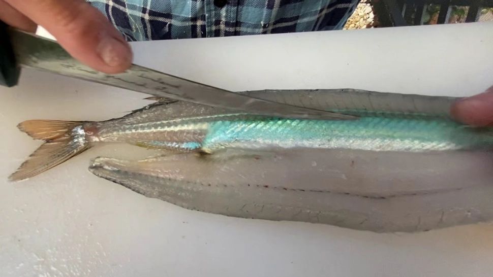 Peștele cu oase verzi din Marea Neagră, mai ieftin și mai hrănitor decât somonul. Puțini știu de beneficiile extraordinare pentru sănătate 