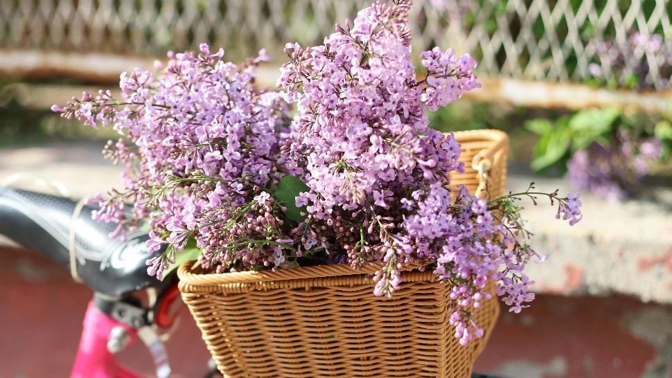 Ce plantă te reprezintă în zodiac și care este floarea de primăvară care îți poartă noroc?