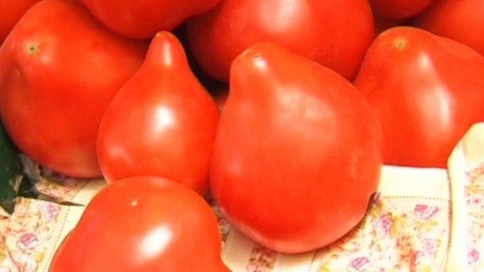 Roșiile cu „moț” revin în piețe: deliciu românesc sau capcană chimică? Cât de periculos este acest tip de roșii?