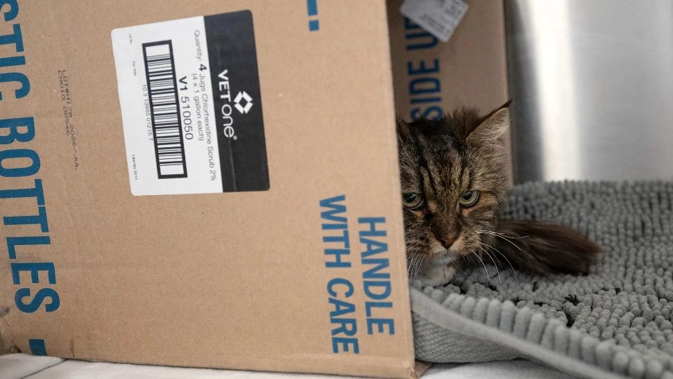 O pisică a supraviețuit după o cădere de la peste 100 metri, în care cei doi stăpâni ai săi au murit - FOTO