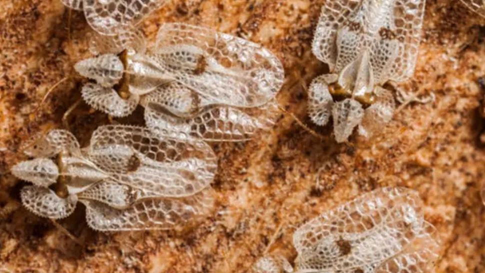 Invazie de ploșnite la Cluj! Oamenii sunt disperați: "Situația a scăpat de sub control". Cum le este afectată viața