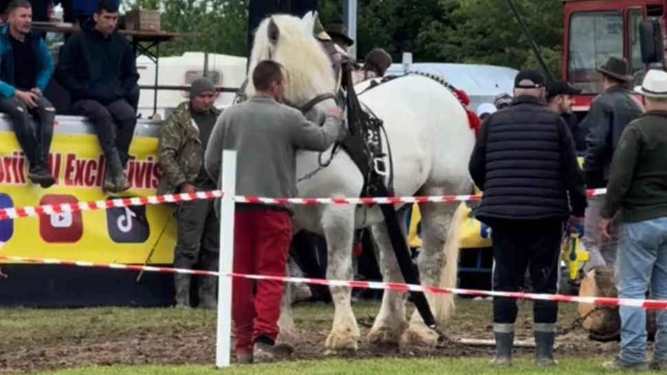 Celebrul cal de tracțiune Falko a MURIT, pe trenul de concurs, la capătul unei curse de transportat bușteni uriași. Revoltă uriașă în mediul online