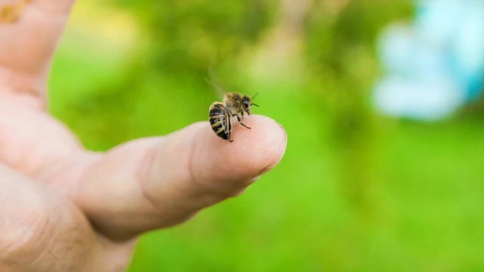 Ce trebuie să faci atunci când te-a înțepat o albină. Soluția simplă și naturală care se aplică direct pe zona inflamată 