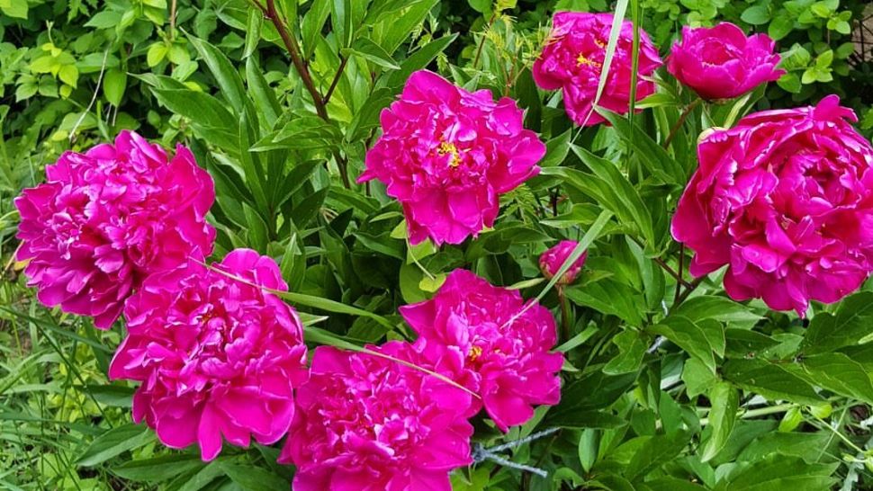 Ce flori TREBUIE să ai în casă pe data de 21 mai, de sărbătoarea Sfinților Constantin și Elena. Vei avea noroc tot restul anului!