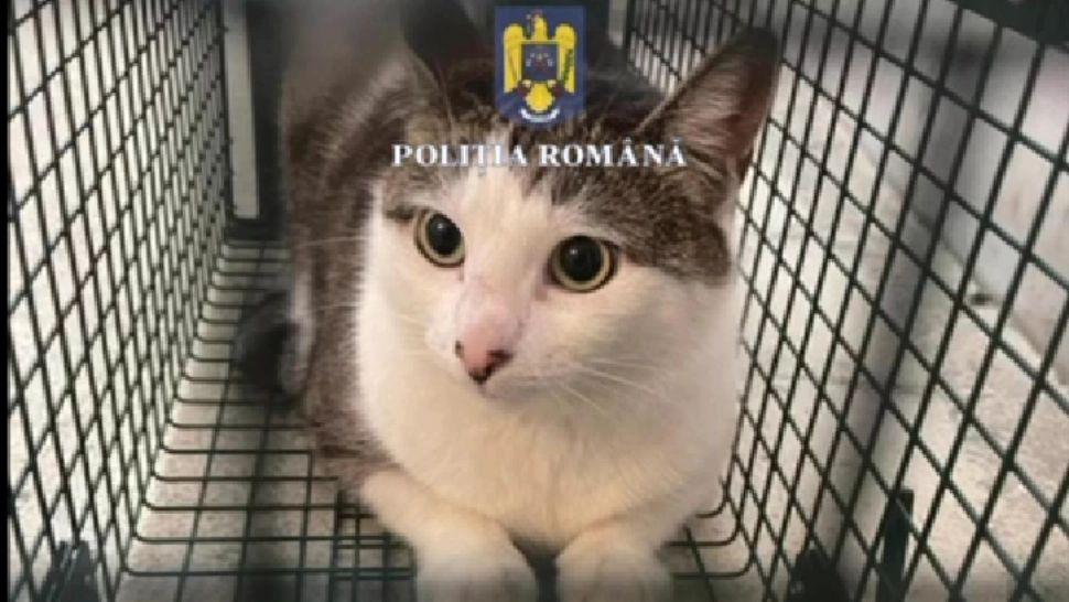 Două pisici, salvate dintr-un apartament din Sectorul 5, după moartea stăpânei lor. Animalele trăiau în condiții insalubre – VIDEO