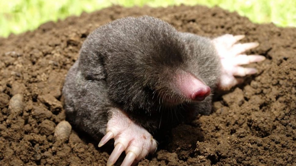 Ce pun ungurii în grădină ca să scape de cârtițe. Metode testate din cele mai vechi timpuri care îți protejează plantele