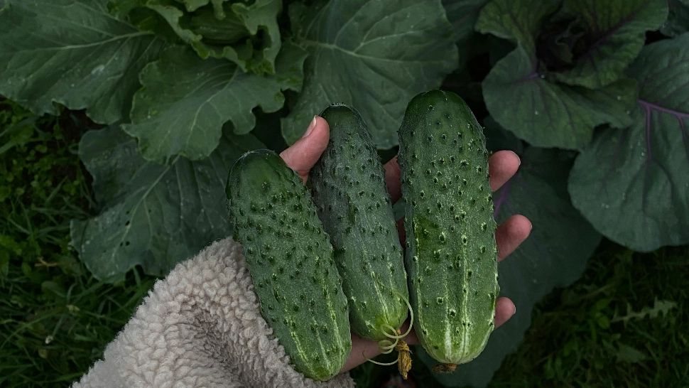 Soluția perfectă pentru a avea o recoltă bogată de castraveți. Necesită doar două ingrediente