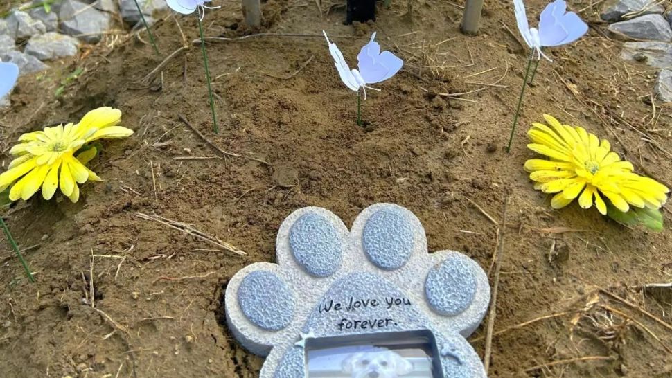 Unde se află cimitirul animalelor din România. Stăpânii vin aici să își amintească de cei care le-au înseninat viața 