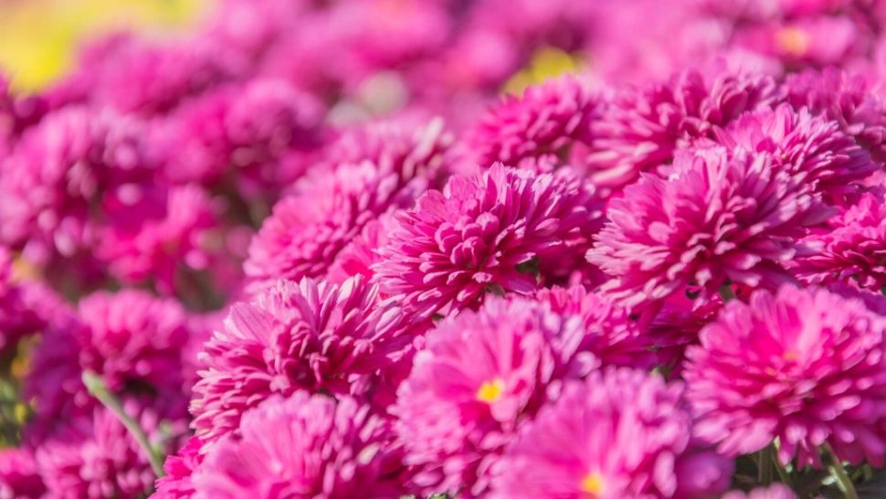 Ce să pui la rădăcina crizantemelor în iunie ca să înflorească spectaculos în toamnă. Trucuri și sfaturi de la florarii profesioniști