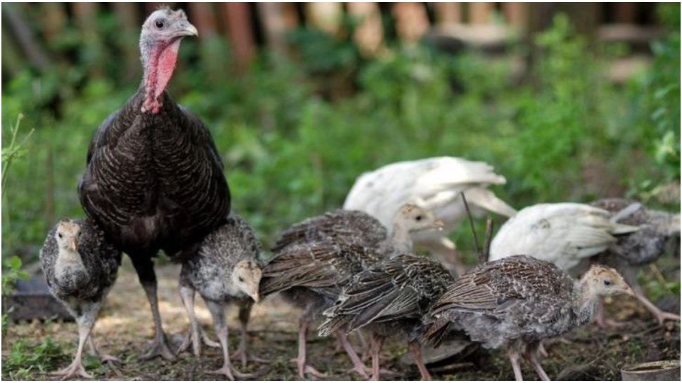 Motivul pentru ouăle de curcă lipsesc de pe rafturile supermarketurilor. Românii le procură foarte greu 