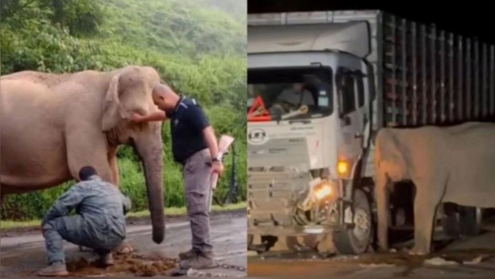 Tragedie pe o șosea din Malaezia: pui de elefant ucis de un camion. Imagini sfâșitoare cu mama elefantului care refuză să plece de la fața locului