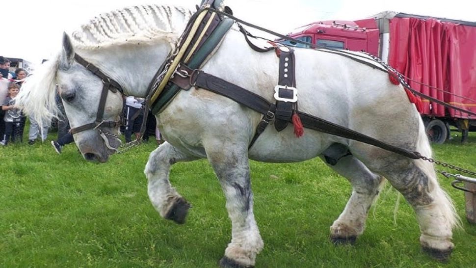 Controvesră uriașă. Un crescător dă peste cap teoriile despre moartea calului Falko, imediat după un concurs de tracțiune: N-a fost ABUZAT!