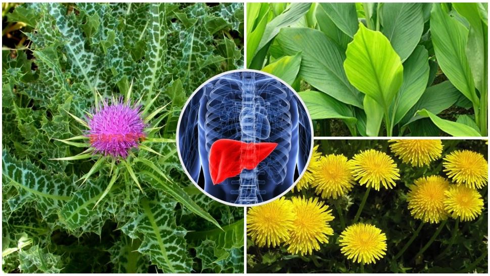 Top 3 plante din grădină care detoxifică ficatul. Sunt mai eficente decât suplimentele din farmacii 